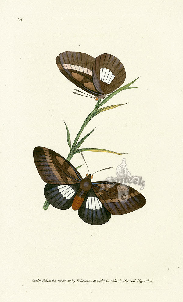 Edward Donovan Original Engraving 1823 Cochrus Butterfly