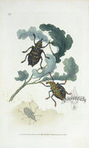 Edward Donovan Original Engraving 1823 Curculio - Panteek Antique Prints