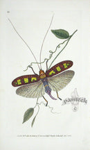 Edward Donovan Original Engraving 1823 Donovan's Locust - Panteek Antique Prints