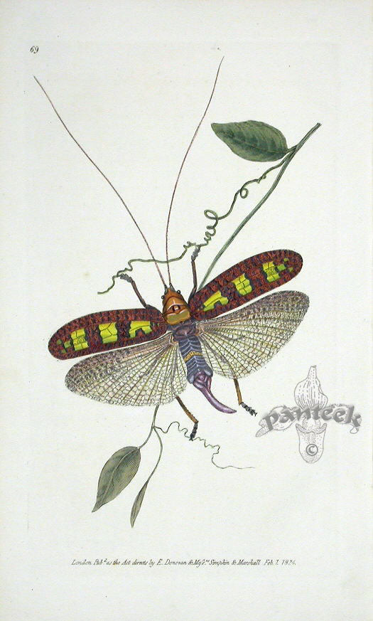 Edward Donovan Original Engraving 1823 Donovan's Locust