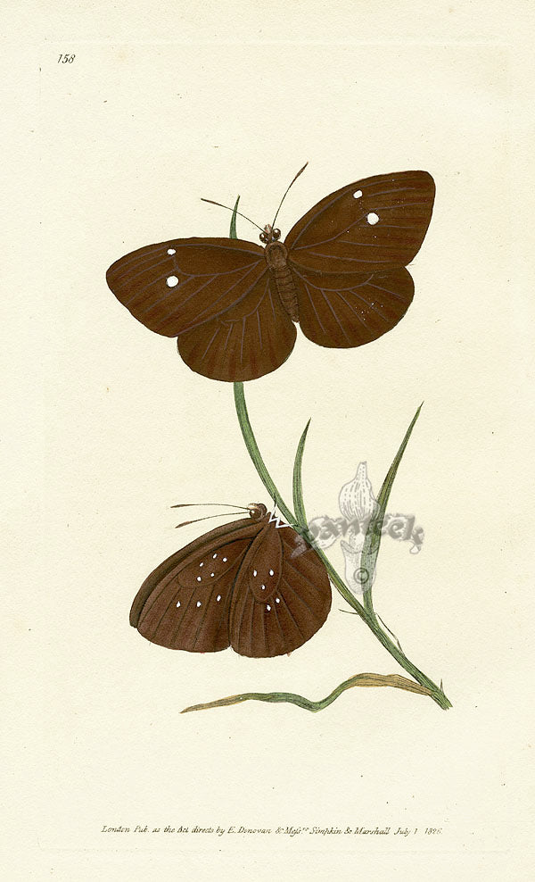 Edward Donovan Original Engraving 1823 Dryasis Butterfly