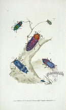 Edward Donovan Original Engraving 1823  Duprestis Jucunda - Panteek Antique Prints