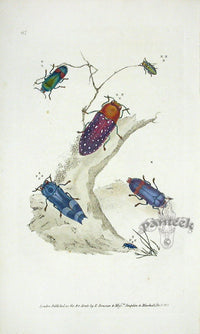 Edward Donovan Original Engraving 1823  Duprestis Jucunda - Panteek Antique Prints