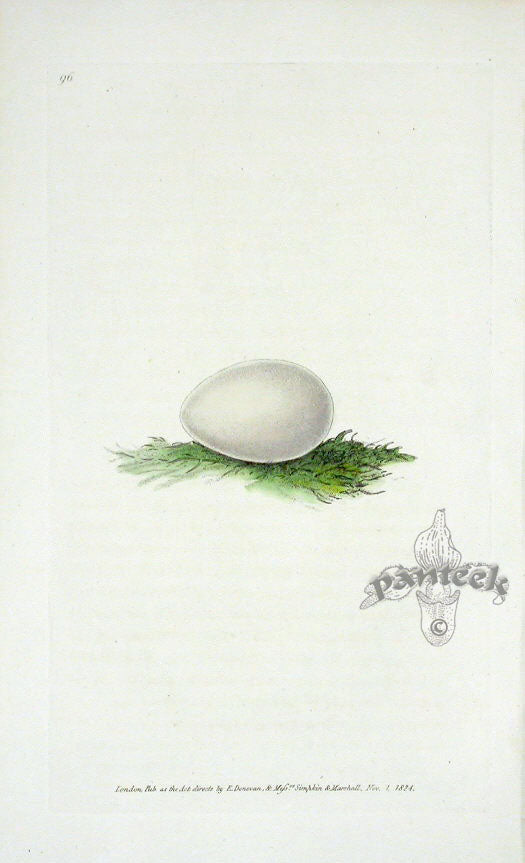 Edward Donovan Original Engraving 1823 Egg of Parrot