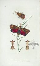 Edward Donovan Original Engraving 1823 Firefly - Panteek Antique Prints