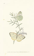Edward Donovan Original Engraving 1823 Florella Butterfly - Panteek Antique Prints