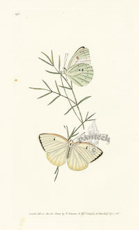 Edward Donovan Original Engraving 1823 Florella Butterfly - Panteek Antique Prints