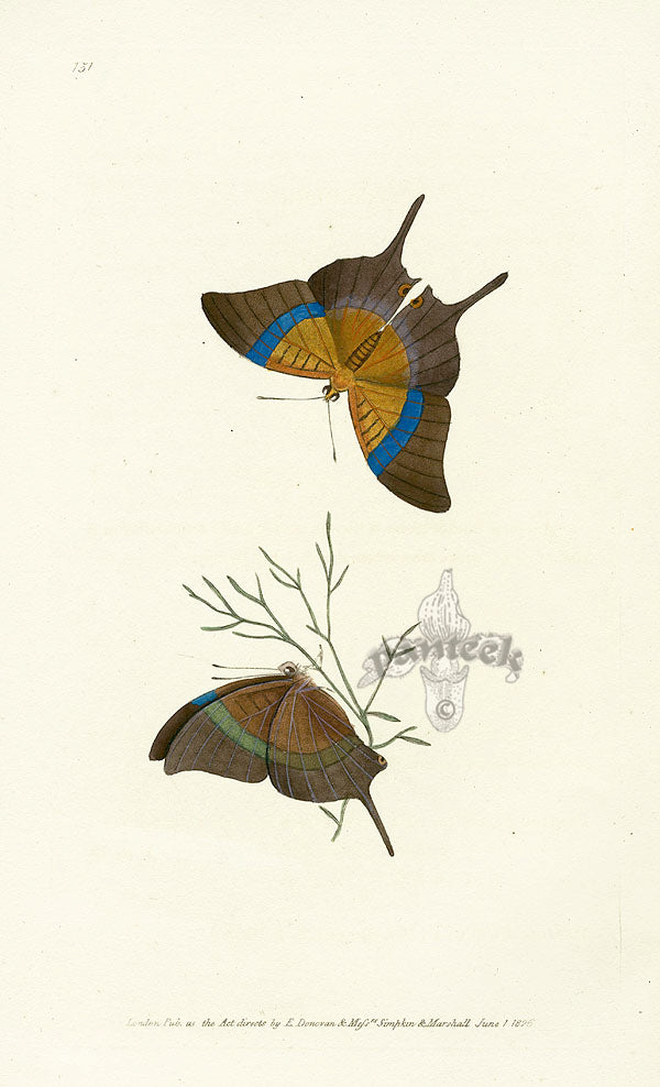 Edward Donovan Original Engraving 1823 Furcula Butterfly