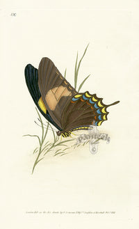 Edward Donovan Original Engraving 1823 Laodocus Butterfly - Panteek Antique Prints