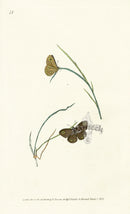 Edward Donovan Original Engraving 1823 Lara Butterfly - Panteek Antique Prints