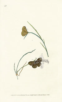 Edward Donovan Original Engraving 1823 Lara Butterfly - Panteek Antique Prints