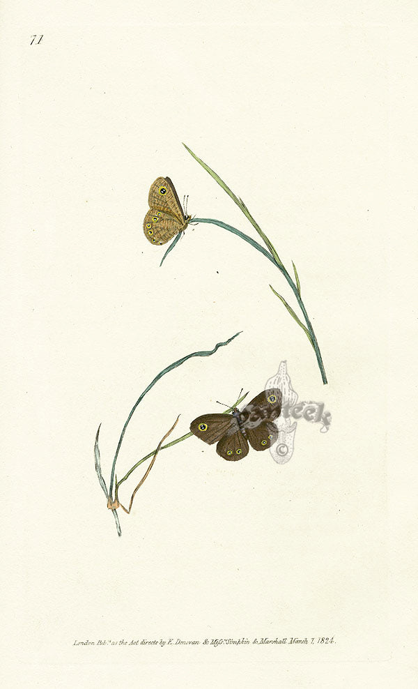 Edward Donovan Original Engraving 1823 Lara Butterfly