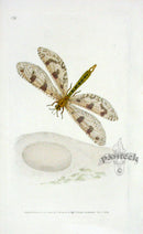 Edward Donovan Original Engraving 1823 Lion Ant - Panteek Antique Prints