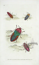 Edward Donovan Original Engraving 1823 Macleay's Duprestis - Panteek Antique Prints