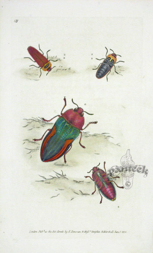 Edward Donovan Original Engraving 1823 Macleay's Duprestis