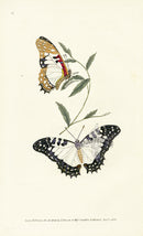 Edward Donovan Original Engraving 1823 Pylades Butterfly - Panteek Antique Prints