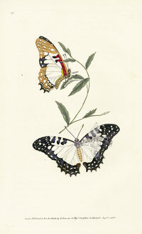 Edward Donovan Original Engraving 1823 Pylades Butterfly - Panteek Antique Prints