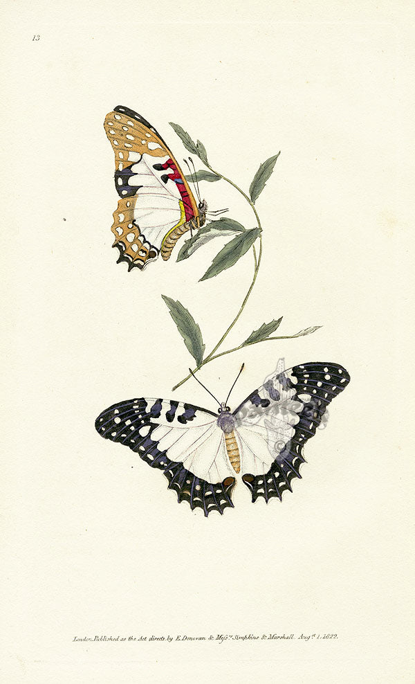 Edward Donovan Original Engraving 1823 Pylades Butterfly