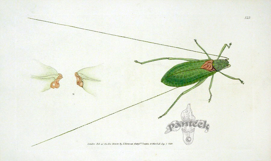 Edward Donovan Original Engraving 1823 Shock Shock Locust | Panteek ...