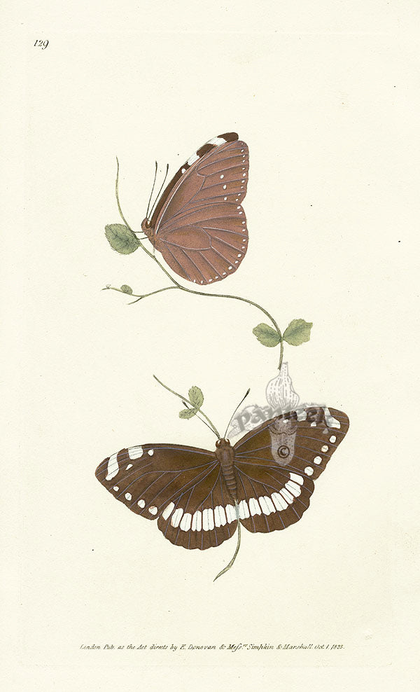 Edward Donovan Original Engraving 1823 Sylvester Butterfly