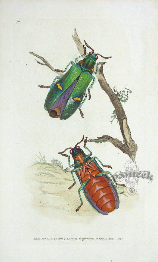 Edward Donovan Original Engraving 1823 Two Color Duprestis