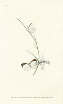 Edward Donovan Original Engraving 1823 Vanessa Butterfly - Panteek Antique Prints
