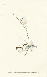 Edward Donovan Original Engraving 1823 Vanessa Butterfly - Panteek Antique Prints