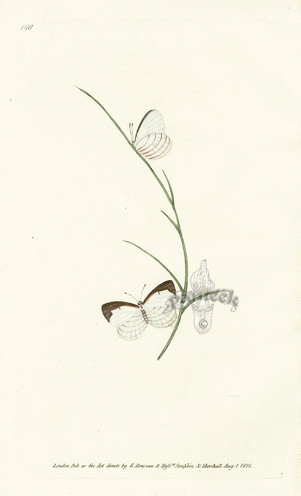 Edward Donovan Original Engraving 1823 Vanessa Butterfly