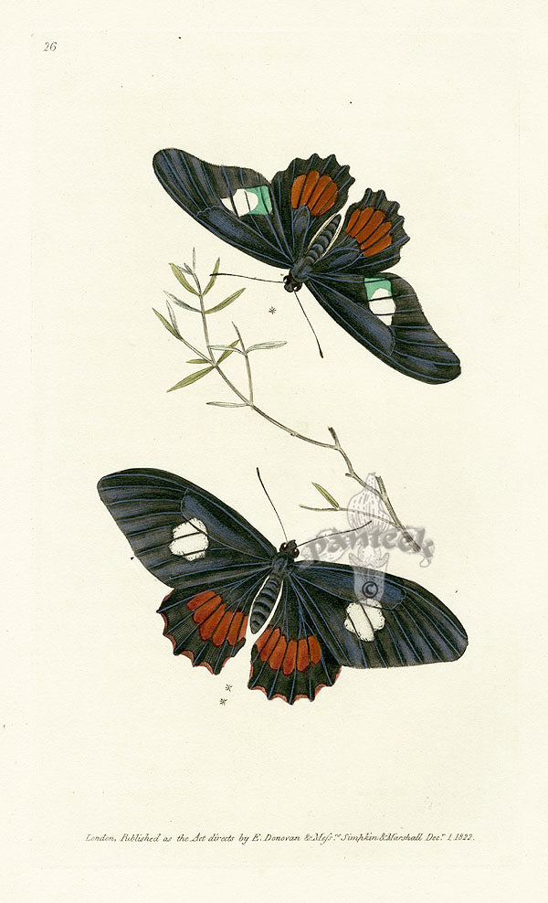 Edward Donovan Original Engraving 1823 Zacynthus's Butterfly