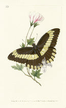 Edward Donovan Original Engraving 1823 Zenobia Butterfly - Panteek Antique Prints