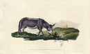 Edward Donovan Original Mammal Print 1820 Ass - Panteek Antique Prints