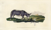 Edward Donovan Original Mammal Print 1820 Ass - Panteek Antique Prints
