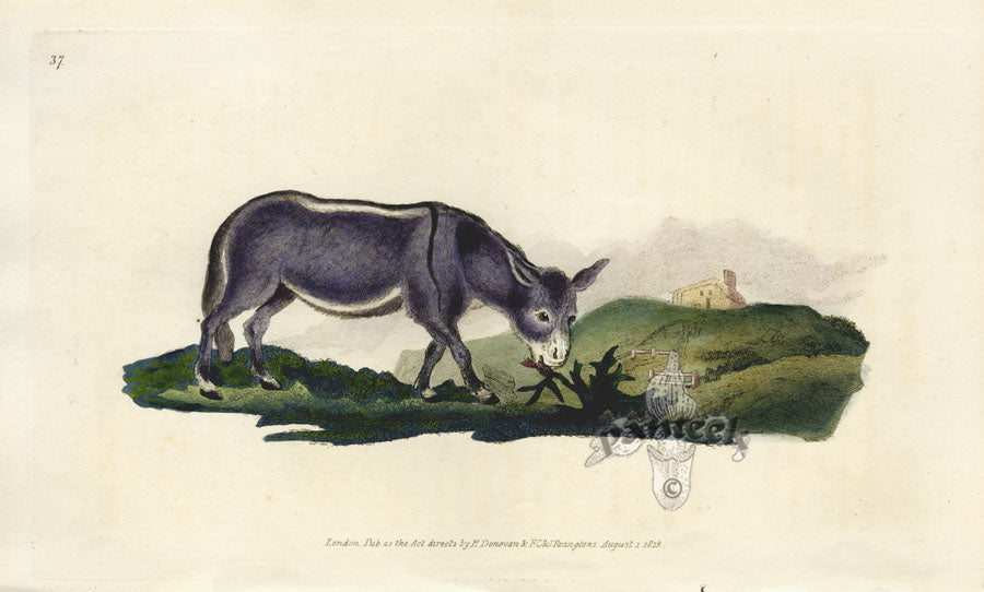Edward Donovan Original Mammal Print 1820 Ass