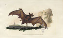 Edward Donovan Original Mammal Print 1820 Bat - Panteek Antique Prints