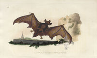 Edward Donovan Original Mammal Print 1820 Bat - Panteek Antique Prints
