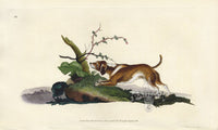 Edward Donovan Original Mammal Print 1820 Beagle - Panteek Antique Prints