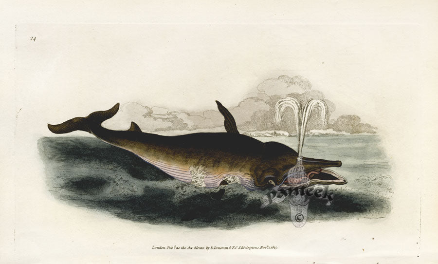 Edward Donovan Original Mammal Print 1820 Beaked Whale