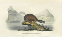 Edward Donovan Original Mammal Print 1820 Beaver - Panteek Antique Prints