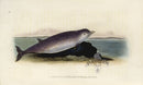 Edward Donovan Original Mammal Print 1820 Bidentated Dolphin - Panteek Antique Prints