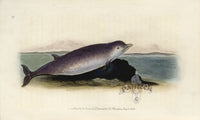 Edward Donovan Original Mammal Print 1820 Bidentated Dolphin - Panteek Antique Prints