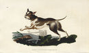 Edward Donovan Original Mammal Print 1820 Bull Dog - Panteek Antique Prints