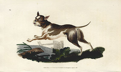 Edward Donovan Original Mammal Print 1820 Bull Dog