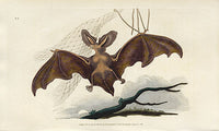 Edward Donovan Original Mammal Print 1820 Common Bat - Panteek Antique Prints