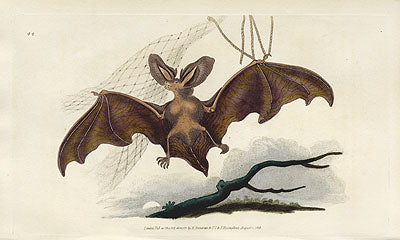 Edward Donovan Original Mammal Print 1820 Common Bat