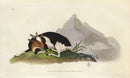 Edward Donovan Original Mammal Print 1820 Domestic Goat - Panteek Antique Prints