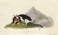 Edward Donovan Original Mammal Print 1820 Domestic Goat - Panteek Antique Prints