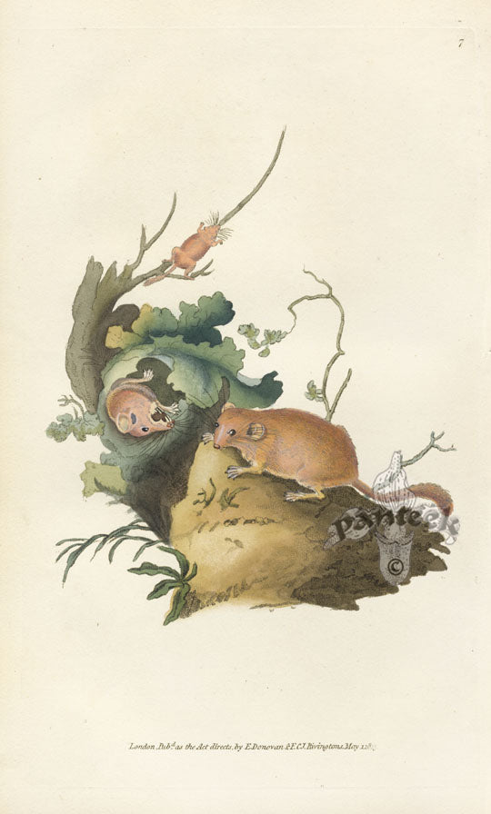 Edward Donovan Original Mammal Print 1820 Dormouse