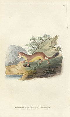 Edward Donovan Original Mammal Print 1820 Ermine (Summer)
