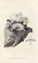 Edward Donovan Original Mammal Print 1820 Ermine (Winter) - Panteek Antique Prints