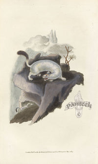 Edward Donovan Original Mammal Print 1820 Ermine (Winter) - Panteek Antique Prints